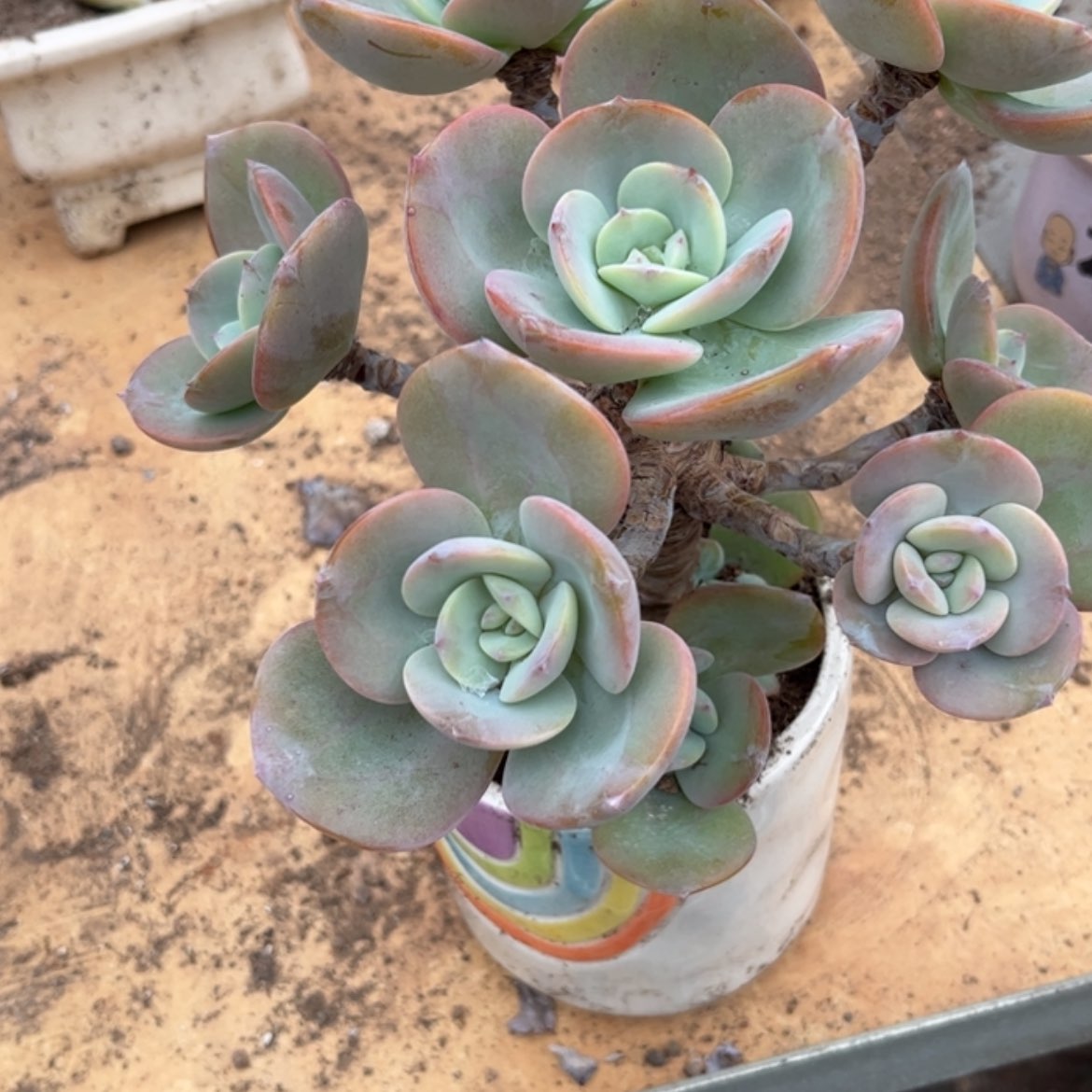 【闪购商品】无花朵S****5
