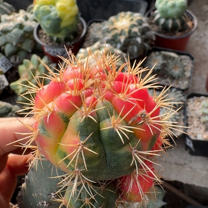 048勇将丸花锦仙人球