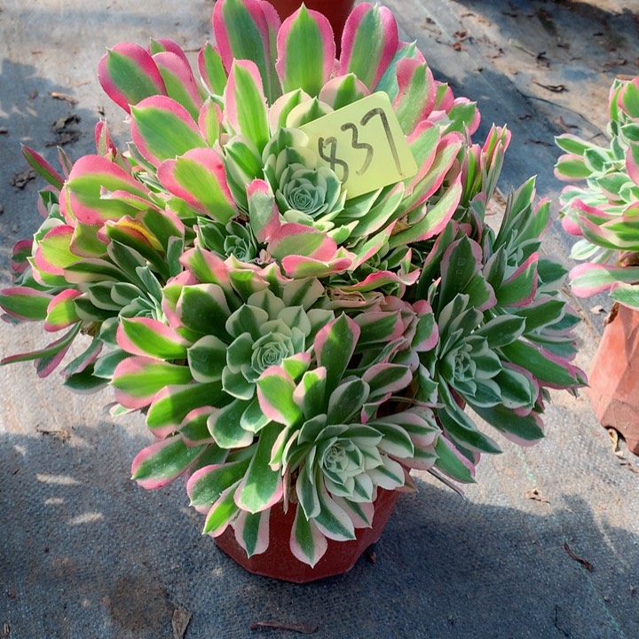 善***言837白凤多肉一物一拍～