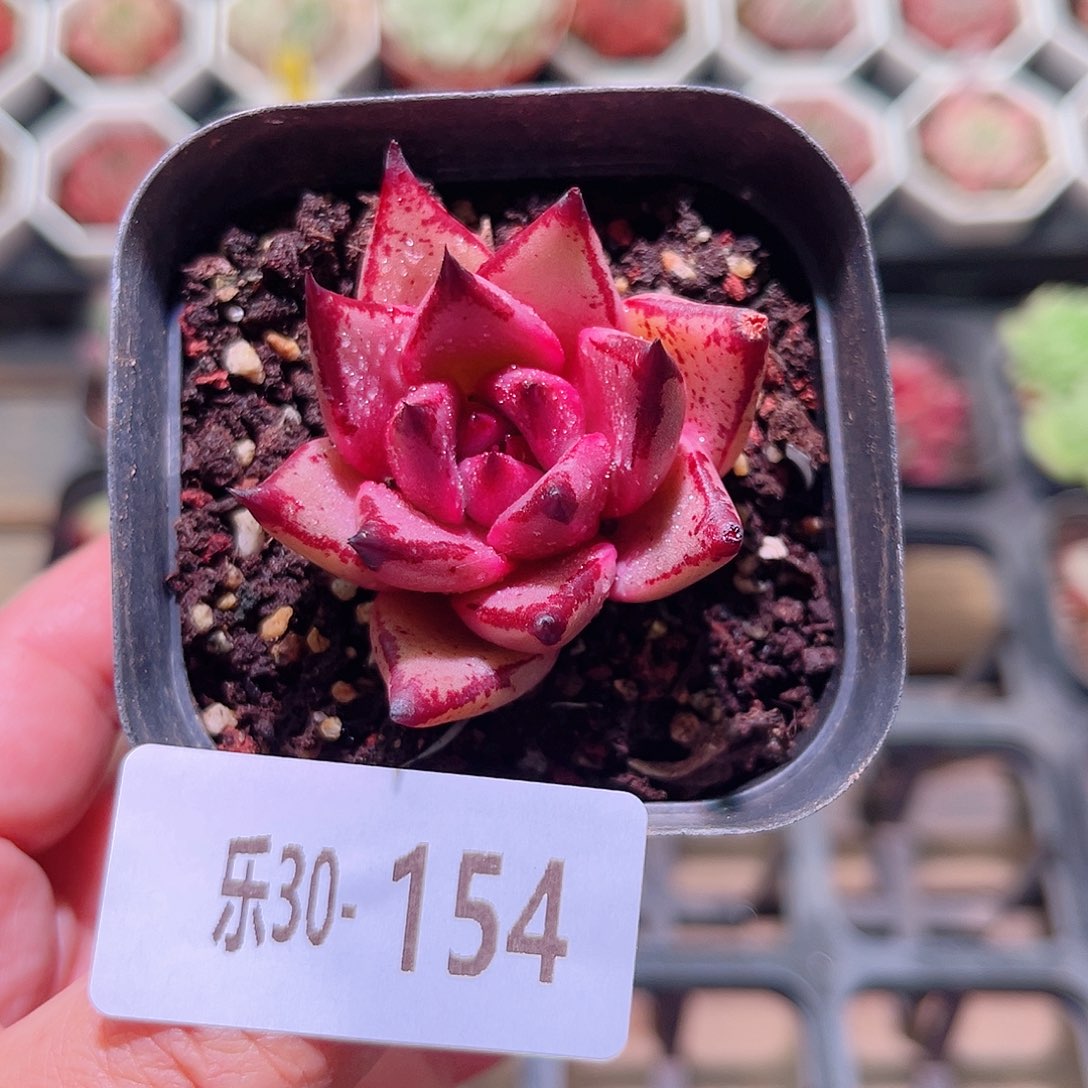 乐然30-154 血罗单头 