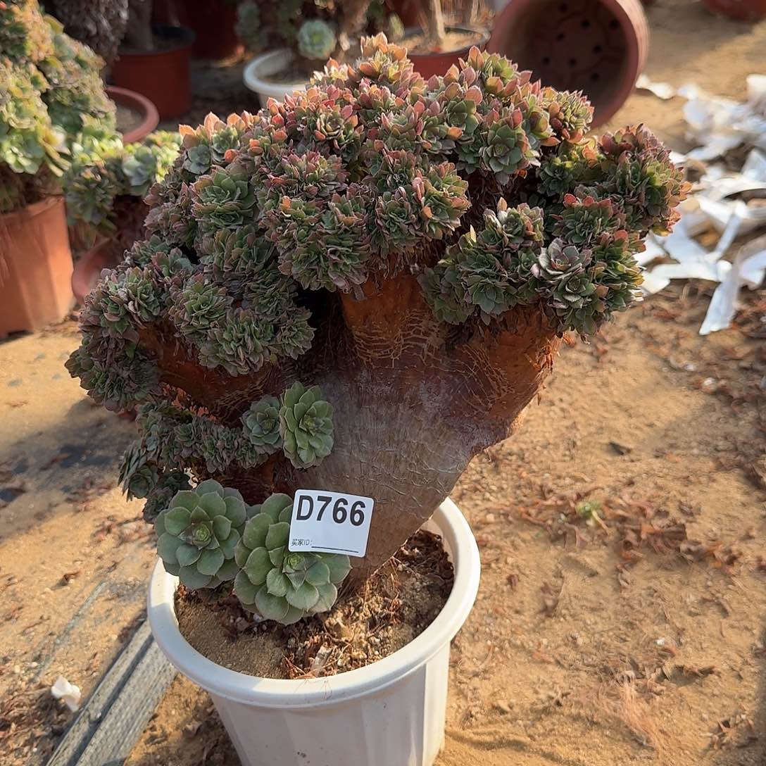 766万缀一颗呀呀呀