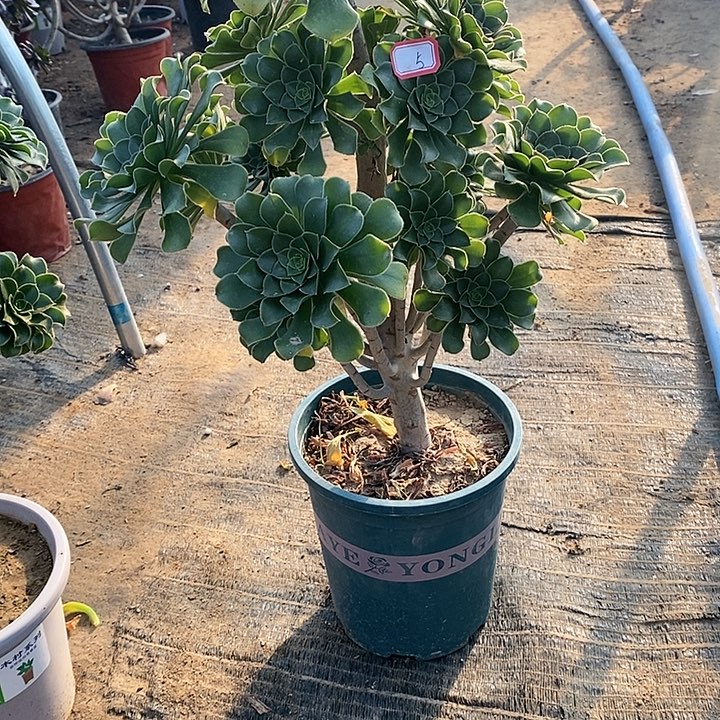 5，绿法师多肉法师多肉法师