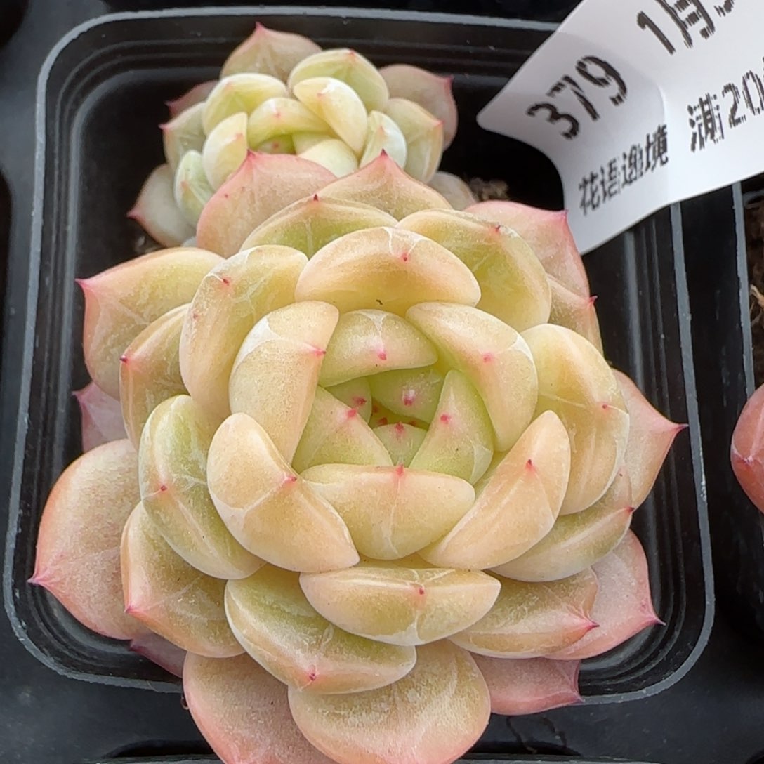 花语逸镜0130-379