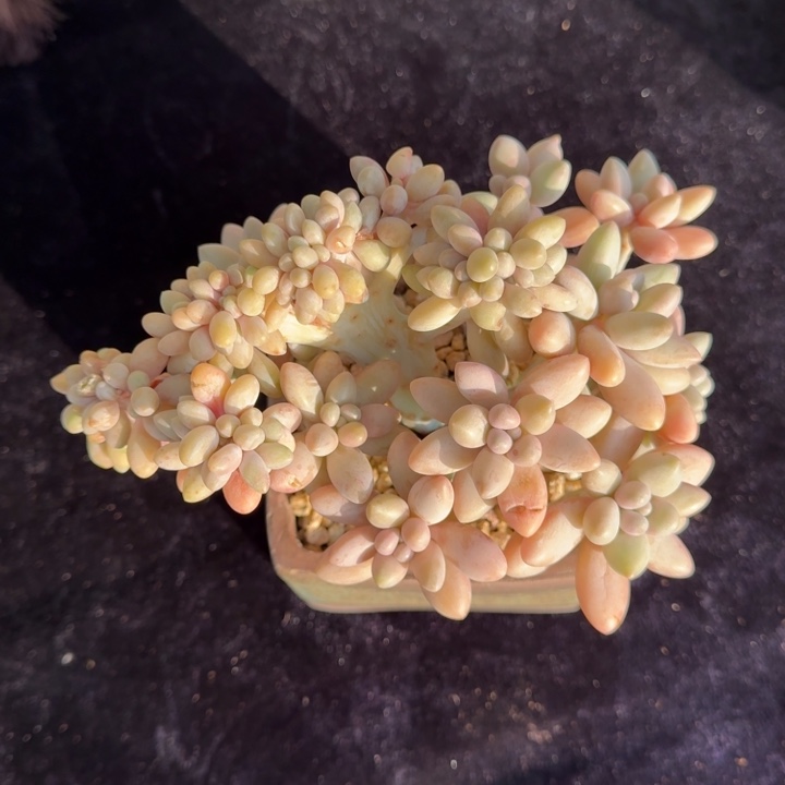 14厘米左右一物一拍的的多肉植物的