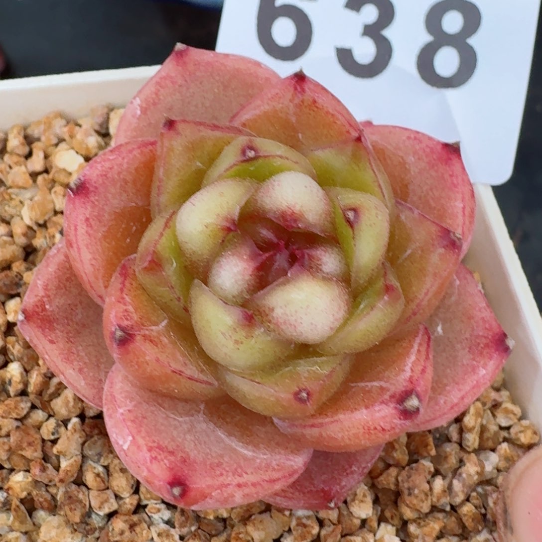 蓝水鬼珍妮         多肉植物