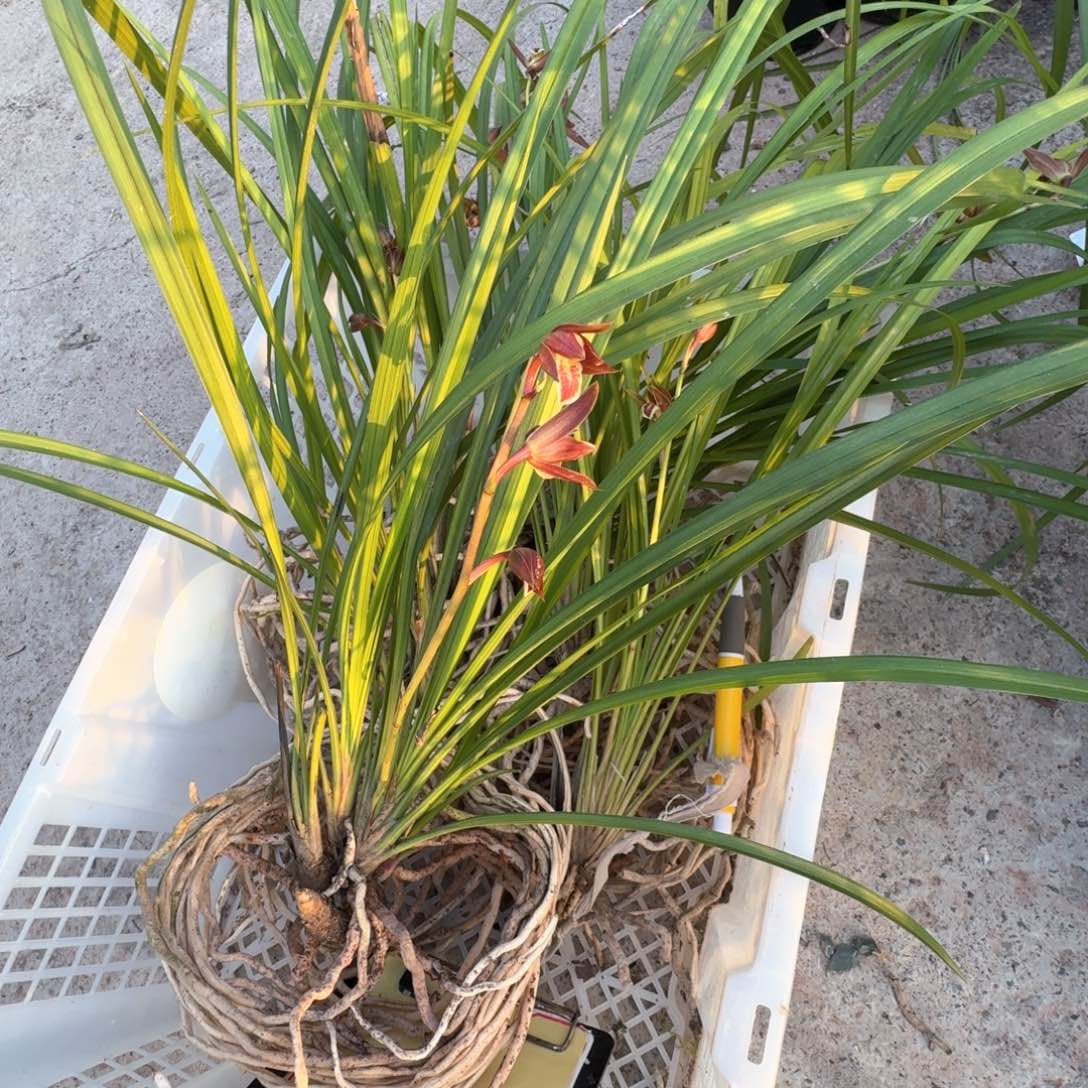 当前无花栽培后可以开花阿*兰花