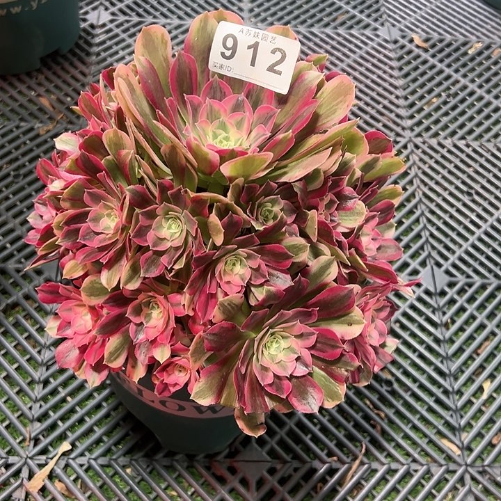 912男神多肉植物