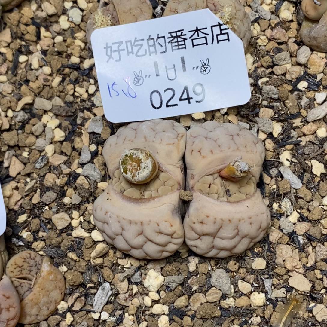 0249。零下拍保温。