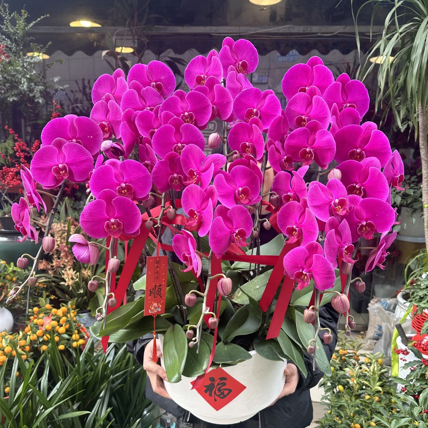 【花聚财精选】蝴蝶兰（大辣椒）3.5寸杯 花剑苗 年宵花