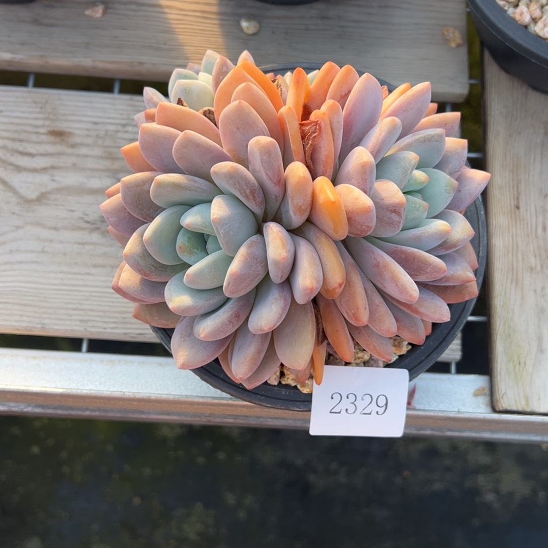 啵**鱼2329肉肉肉肉肉肉肉