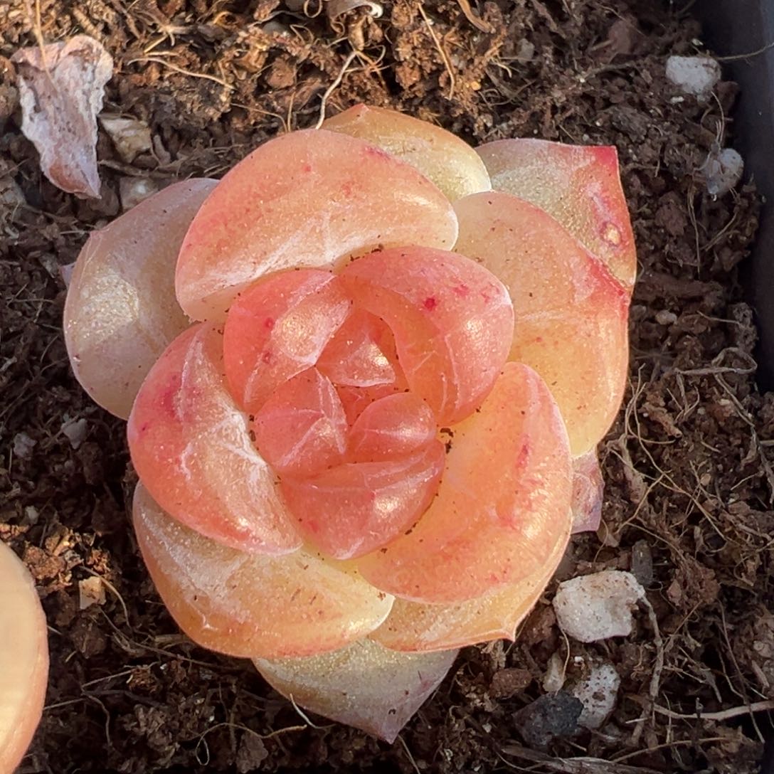 小卡拉米糖心一物一拍