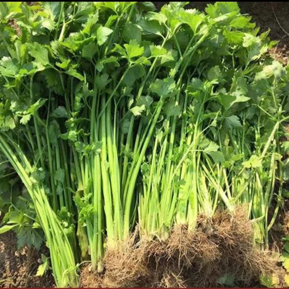 湖南湘西本地芹菜