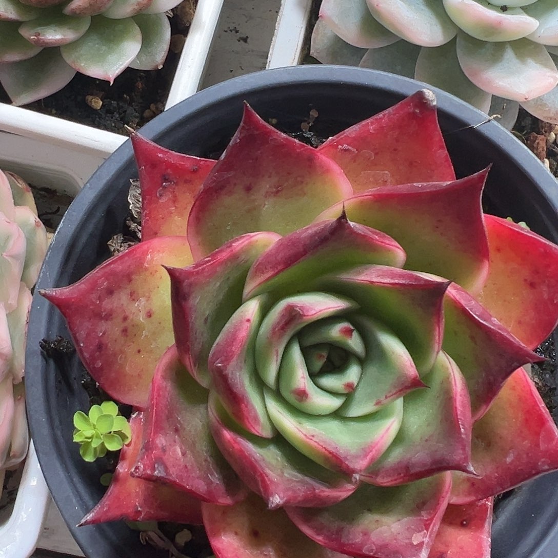 满38包邮黄乌木多肉