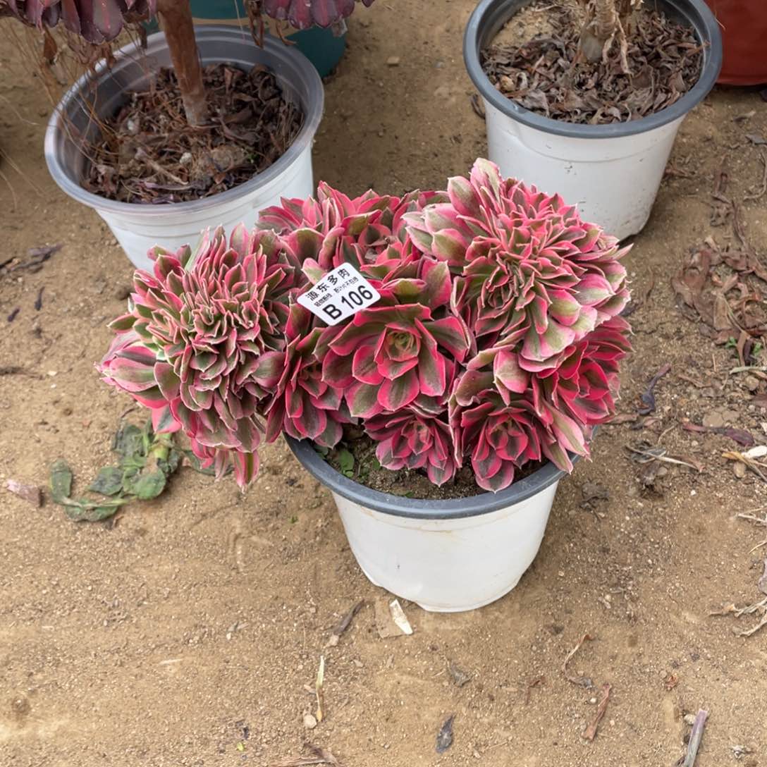 106粉女缀多肉法师断枝不包