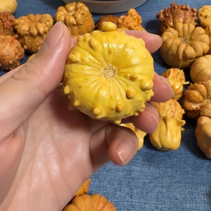 人***梦墨西哥七彩疙瘩葫芦