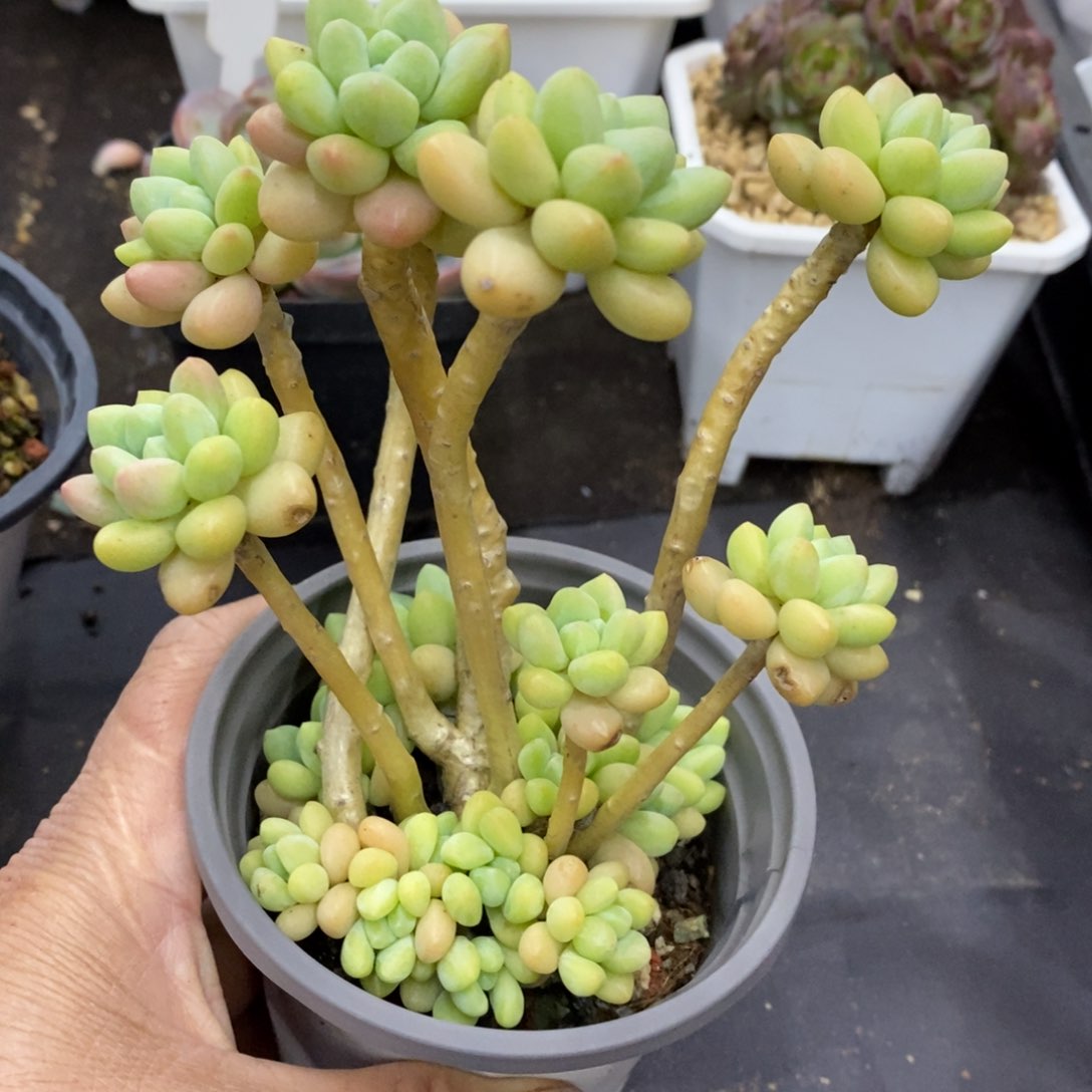 精品多肉一物一拍不包整254