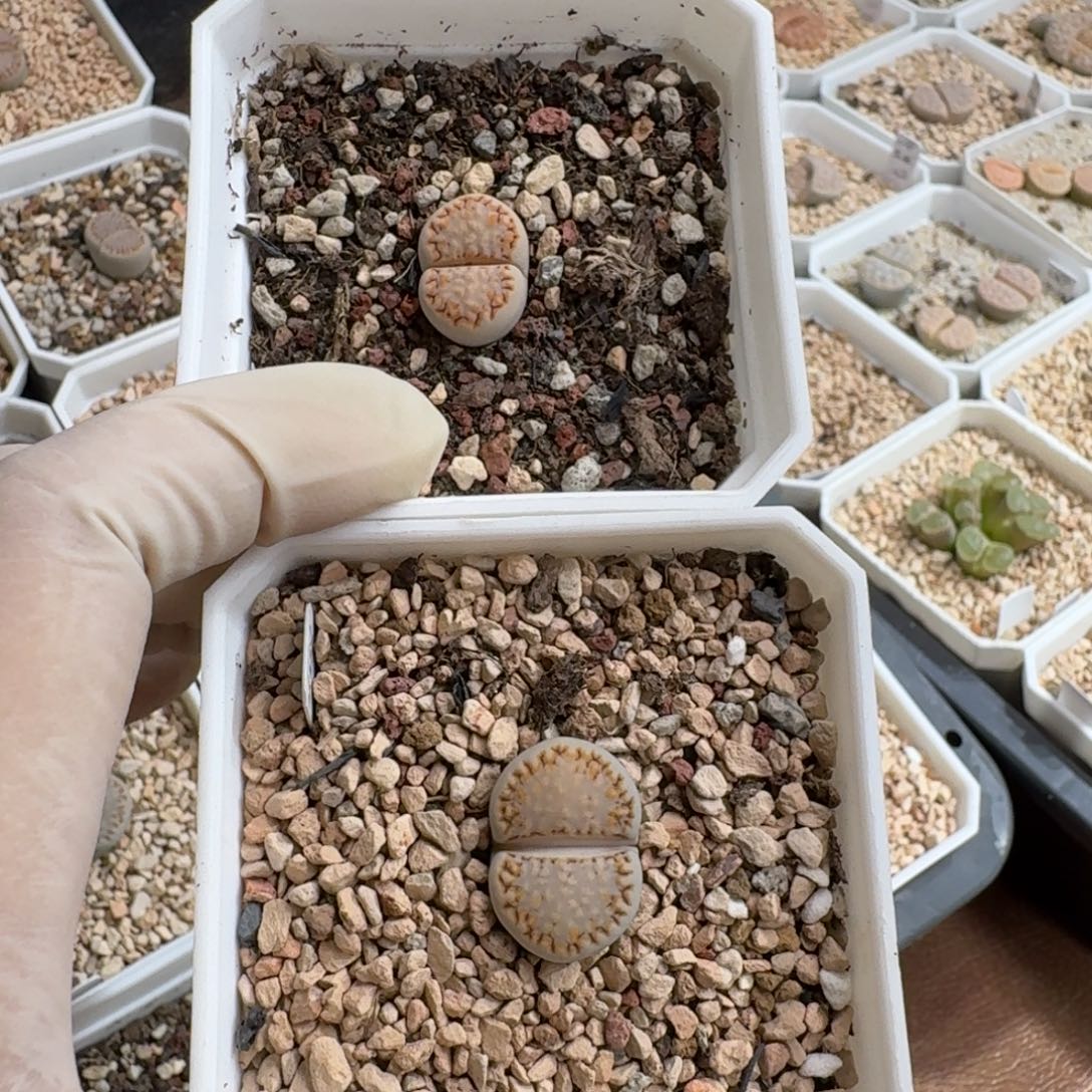 煮***茶0104-015饼干饼干1621.6