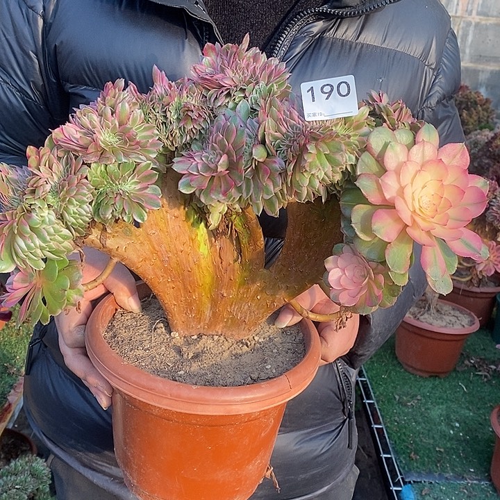 满***号荔枝法师锦缀化190