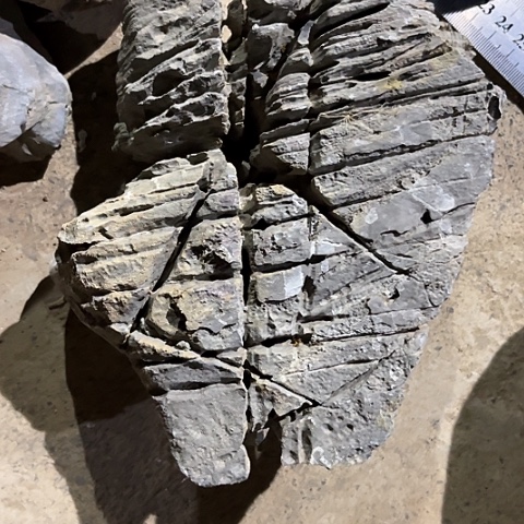 无花朵再****?家居装修效果图