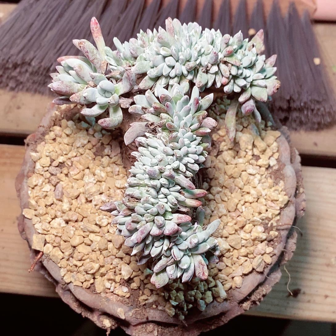 【闪购商品】哈哈哈哈白雪缀化1611多肉