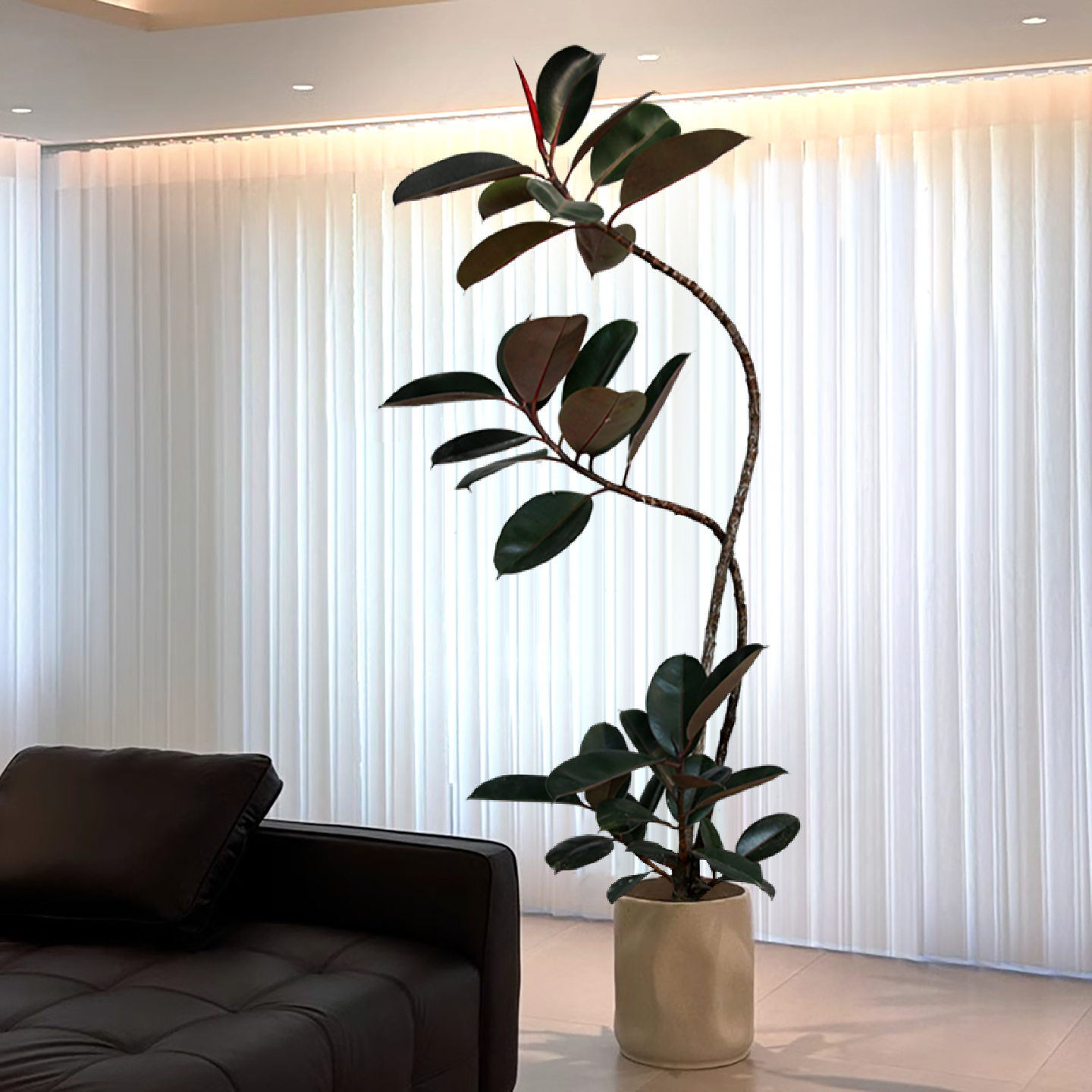 一物一拍高级造型黑金刚大棵橡皮树室内办公室植物客厅盆栽绿植