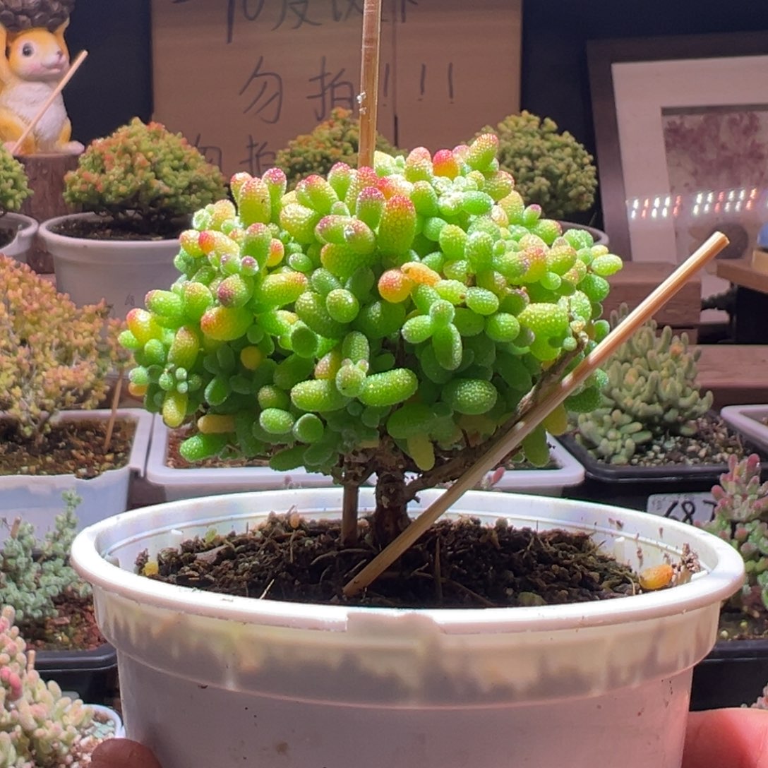 199金桔一物一拍包开箱