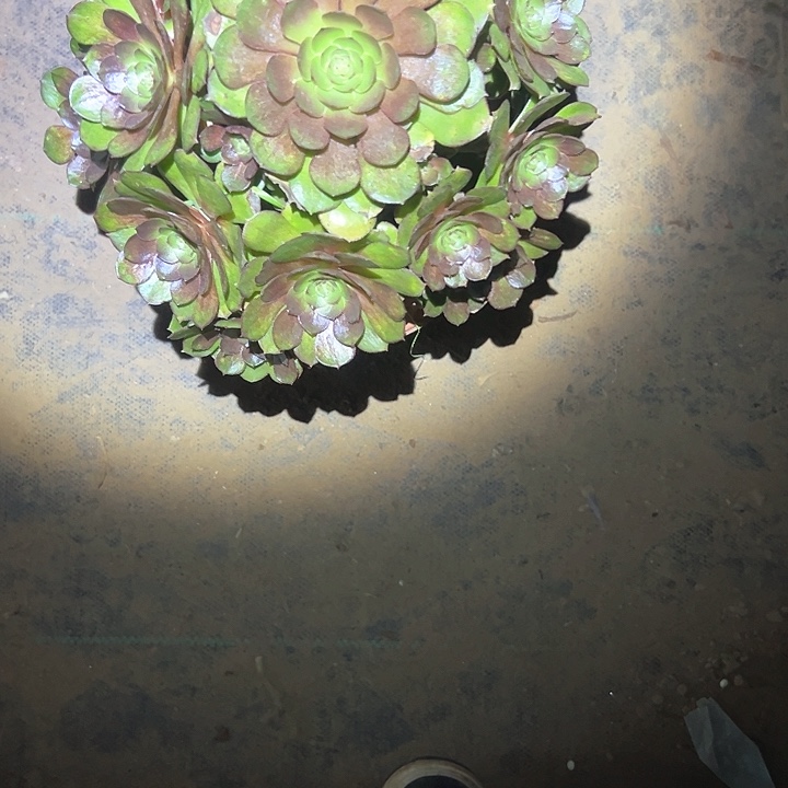 多肉法师植物链接20