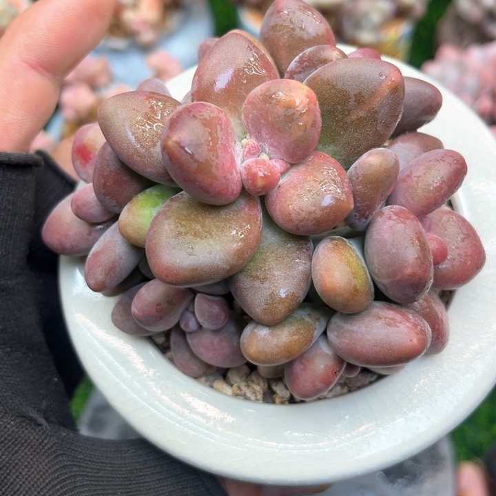 芒果奶多肉，一物一拍