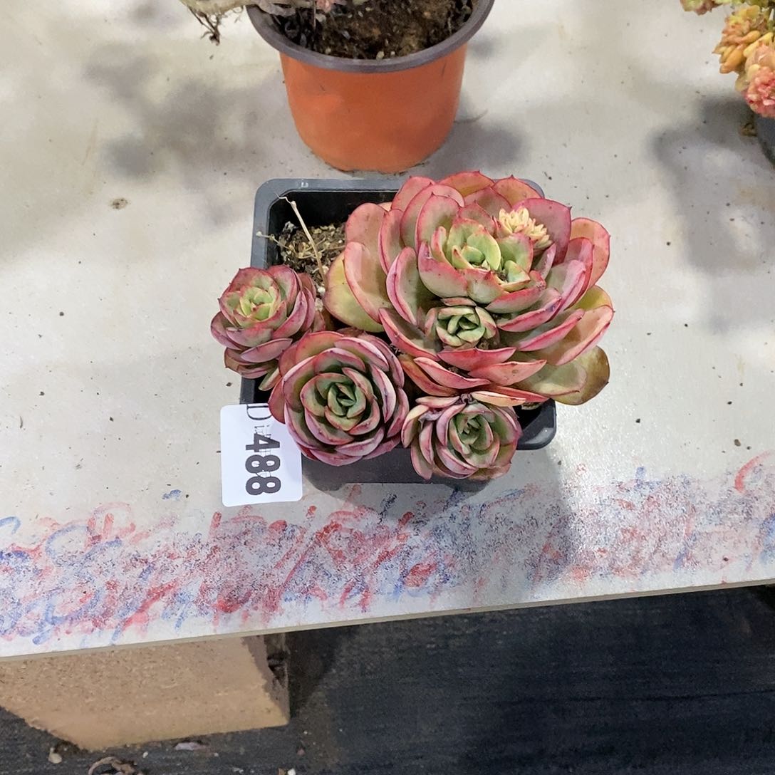 雯*488牡丹亭多肉植物