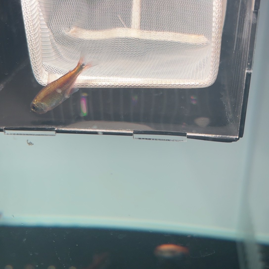 灯科鱼白金赤霞公鱼一条