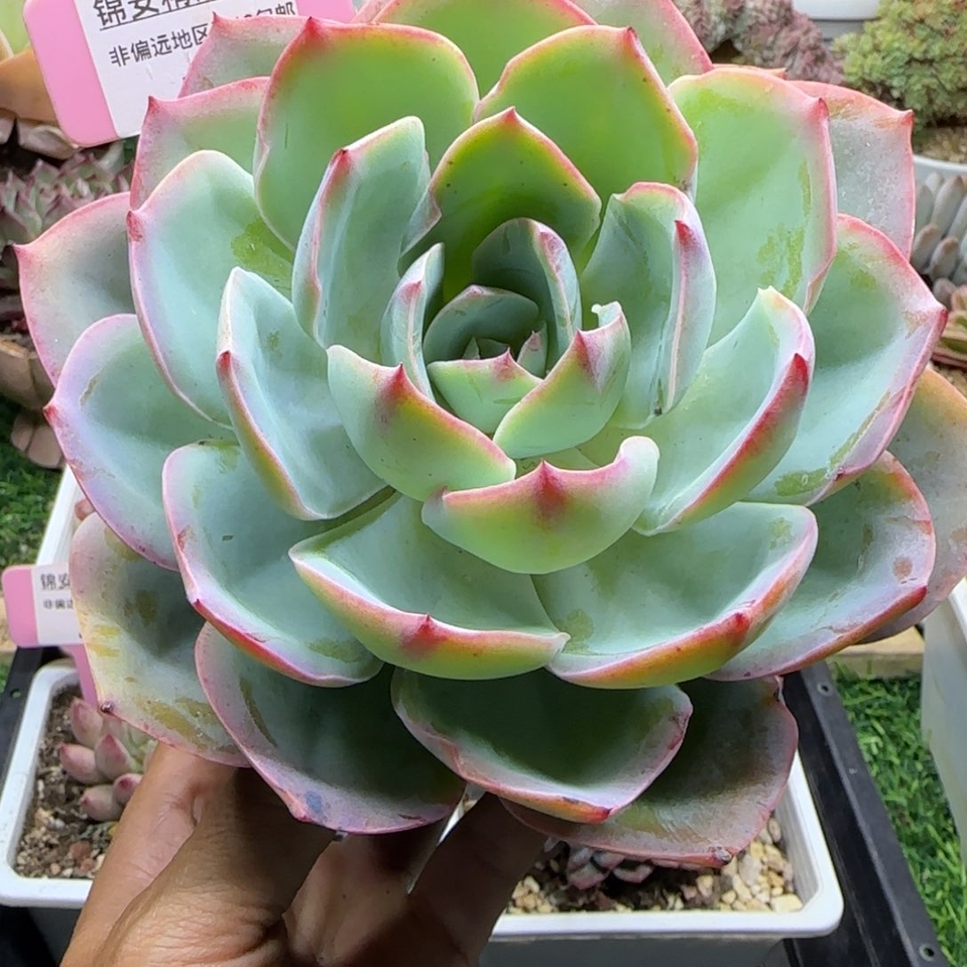 锦安精品多肉植物226