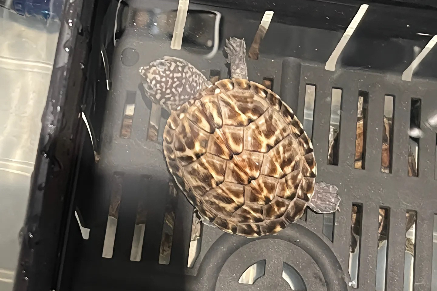 乌龟对对碰剃刀麝香果核头盔墨蛋巨头白巴黑巴黄缘