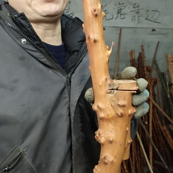 稳定木用****5贵州檬子木手件，手扙，烟杆 毛料 半成品