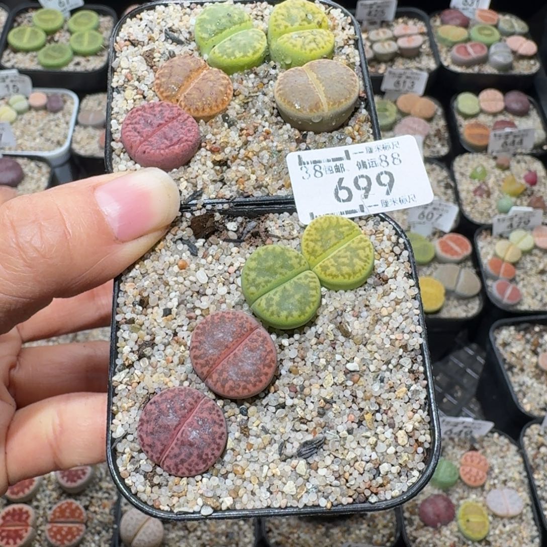 暖***WSss清仓便宜卖699