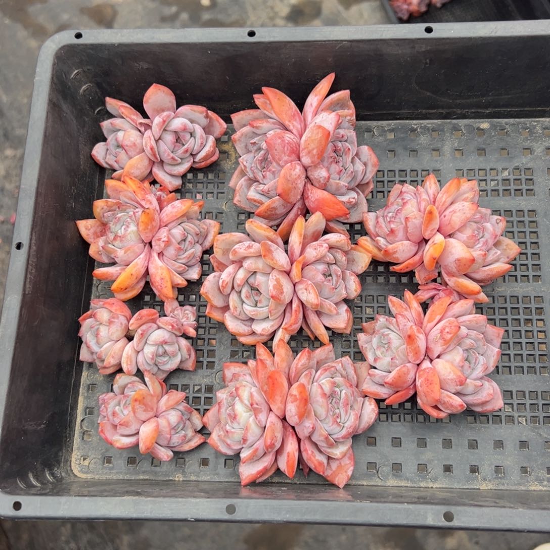 9个双头橙梦露000000000