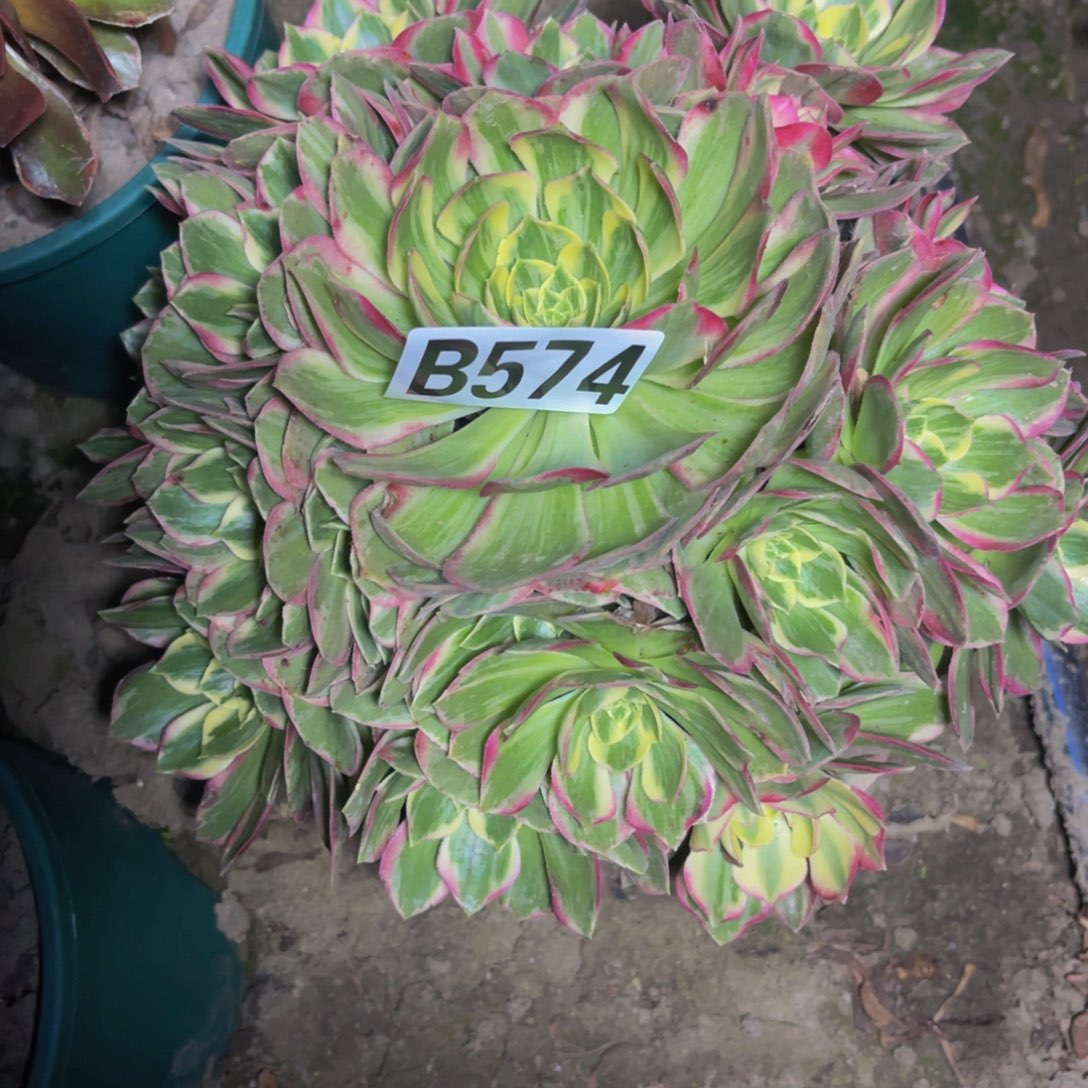 水蜜桃法师26///////15包邮