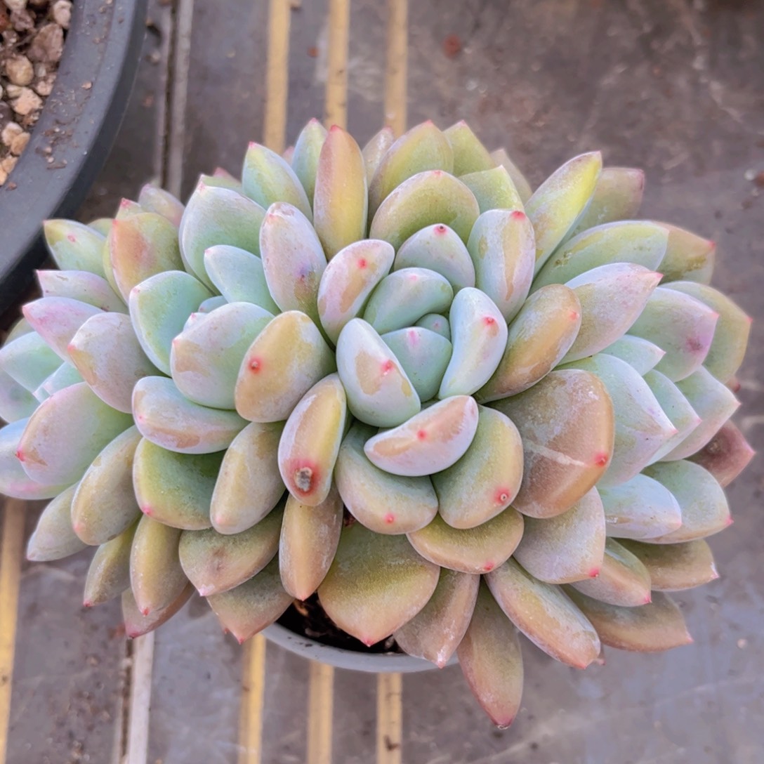 奥橙朵朵缀31172多肉植物