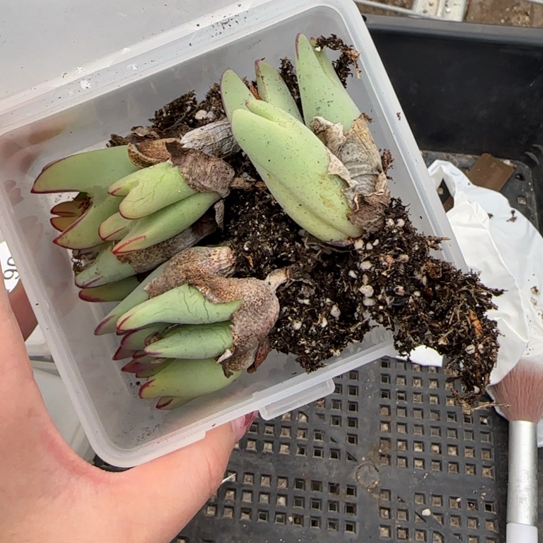 ****王12.30.少将. 9005补差