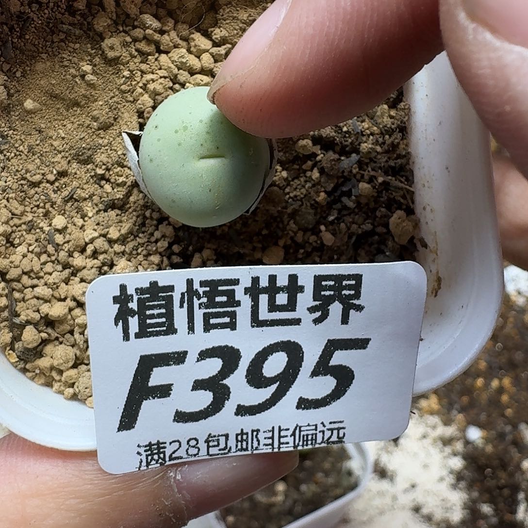 多肉植物的润泽fbn