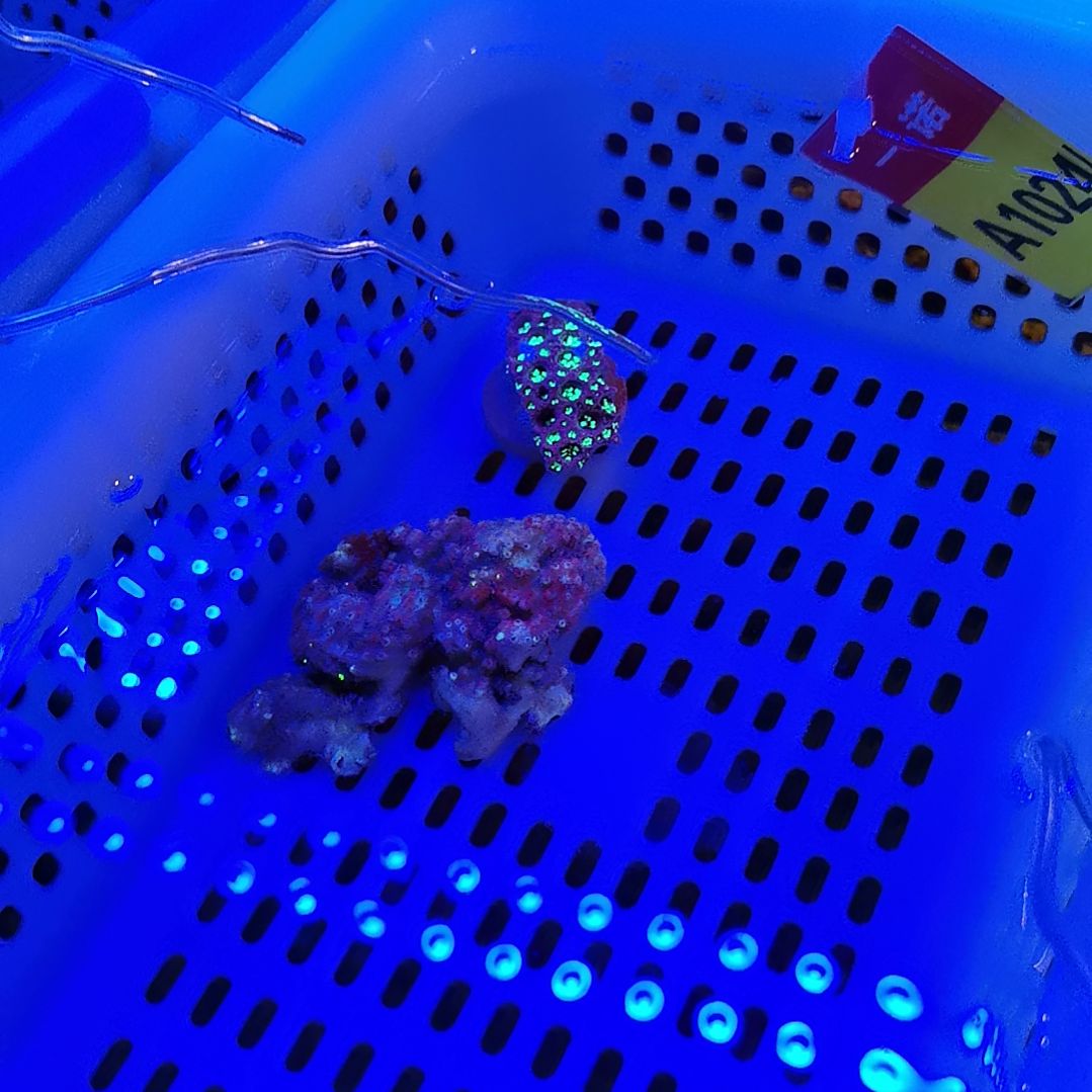 草皮珊瑚草皮＋茉莉  179