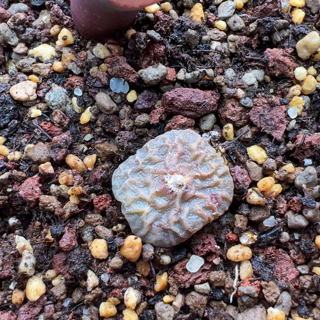 梦***了584。柏实花园 多肉植物