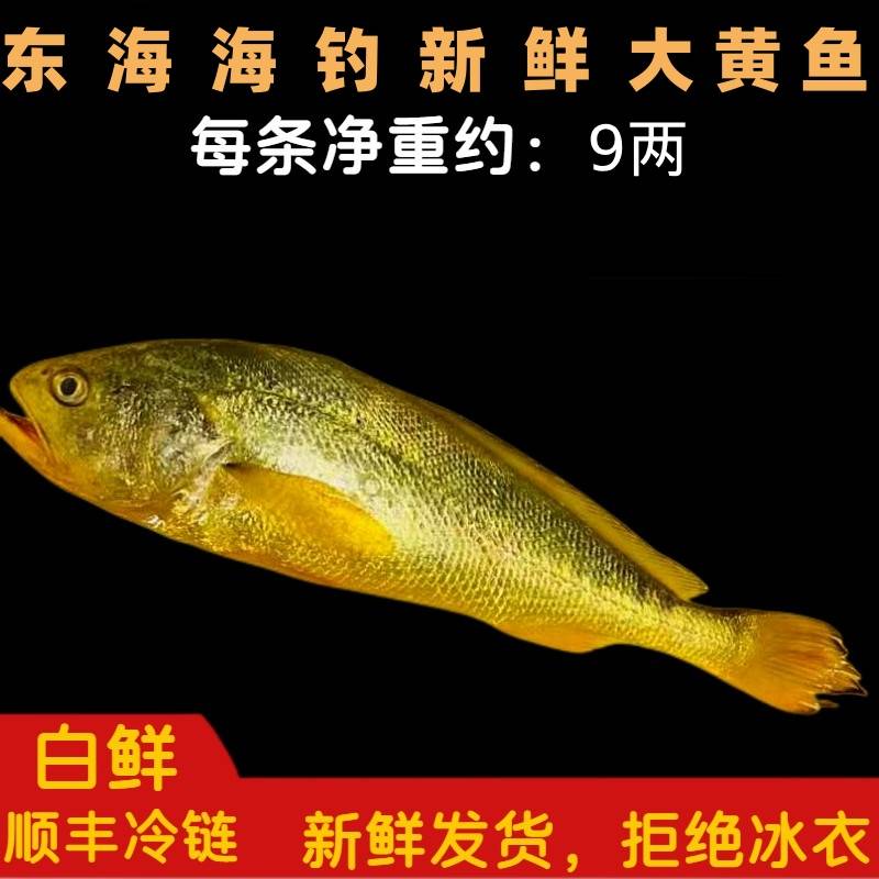 《东海码头》东海正宗海钓新鲜大黄鱼2条     今日实价保鲜  9两/条