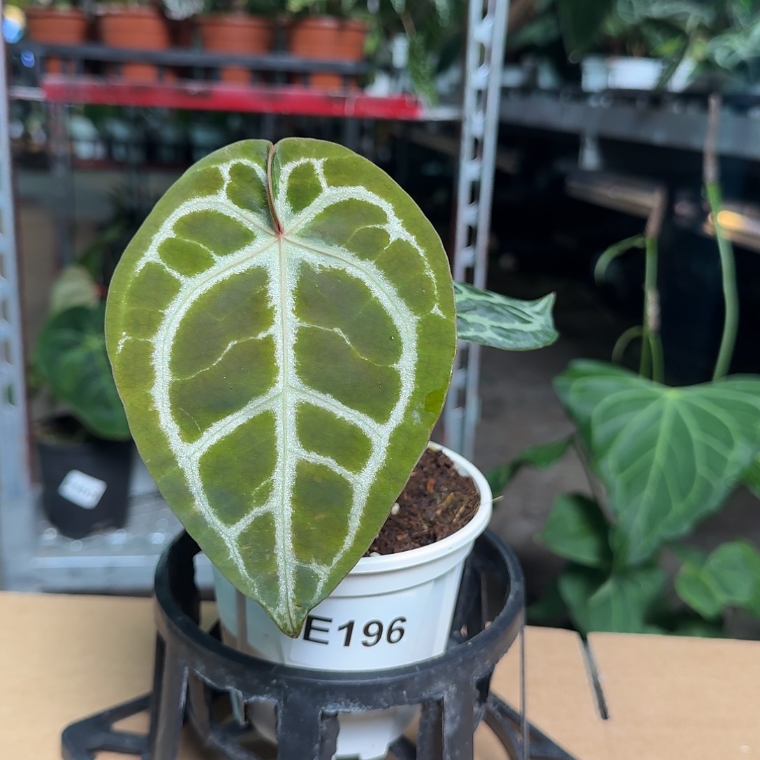 完全开放E196小钻石杂，开播福利