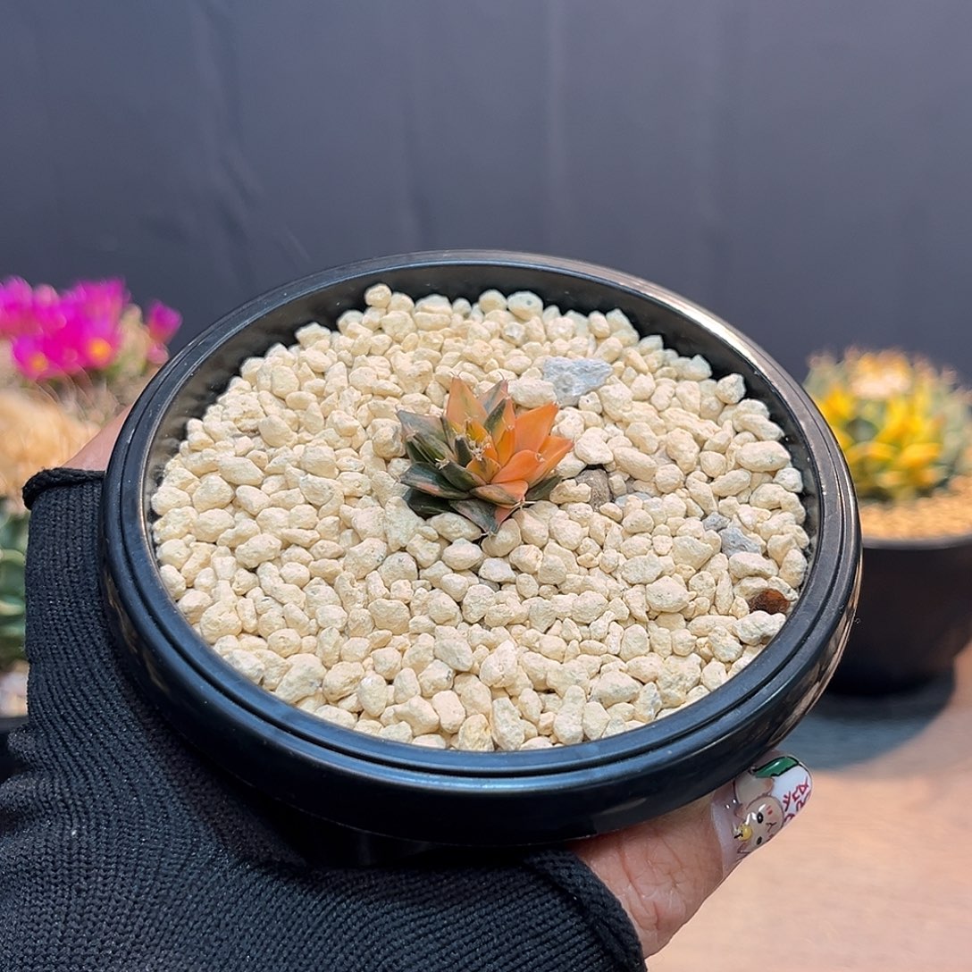 私***欲帝冠锦Zzzzzzzzzzzzz