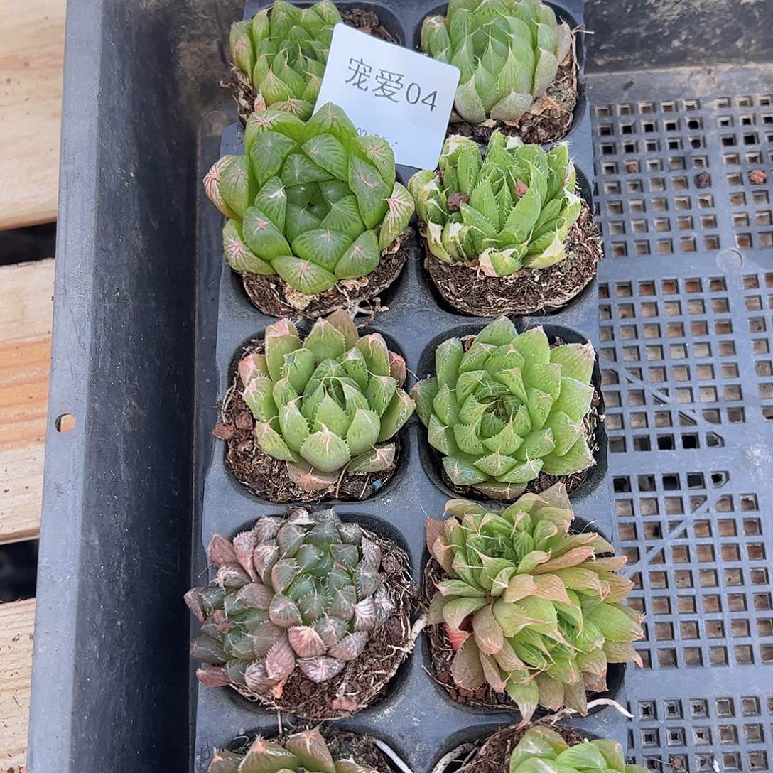 直播福利一物一拍瑕疵不售后04