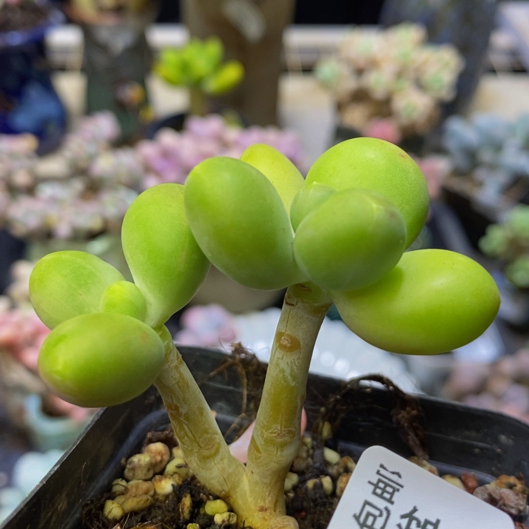 841、芒果奶6 厘米
