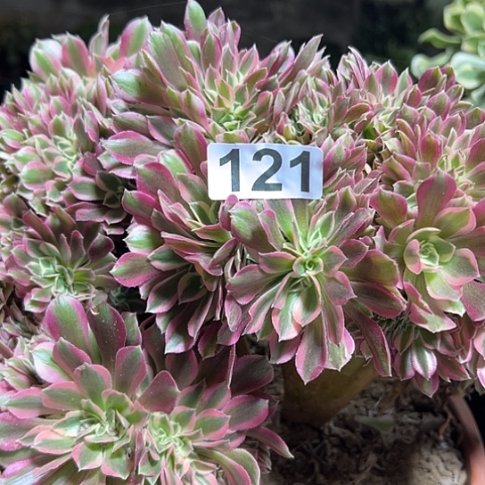 梅***姐多肉植物一个有伤121