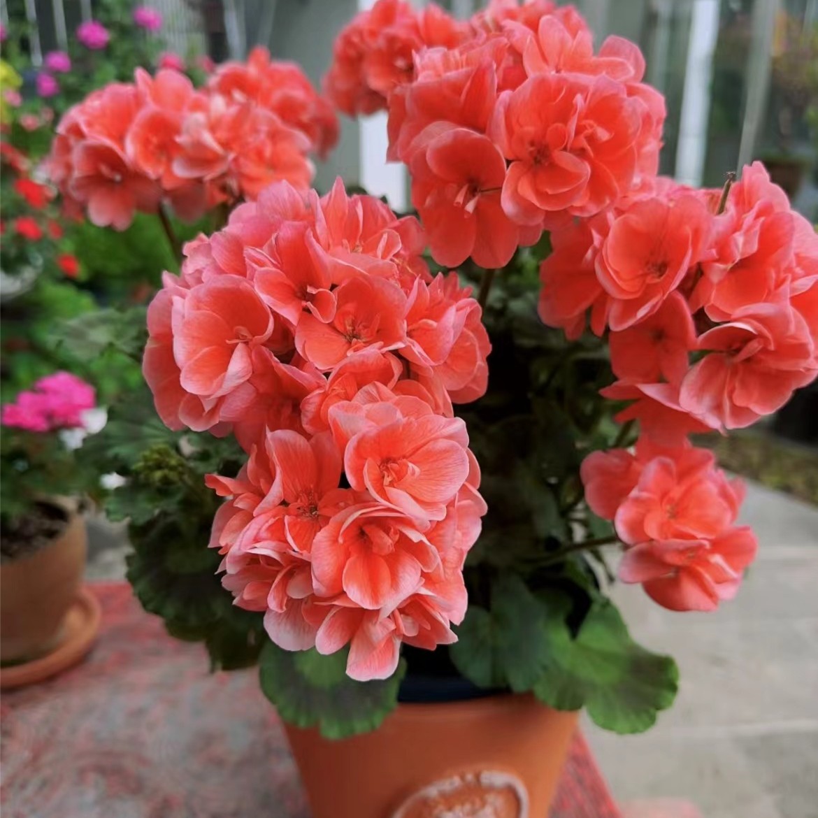 重瓣大花天竺葵盆栽四季开花植株阳台庭院客厅好养易活带花苞发货