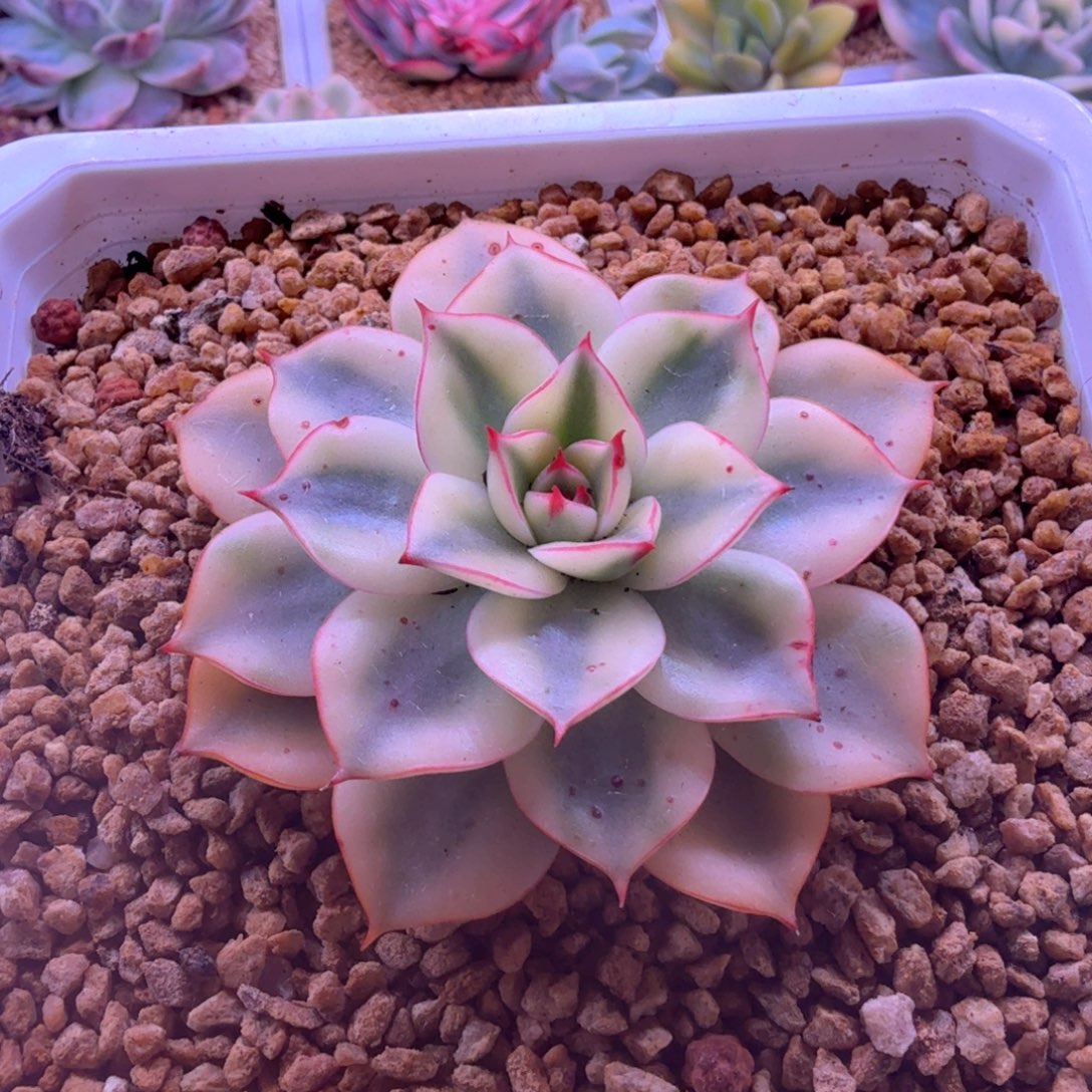斗牛士锦 多肉植物