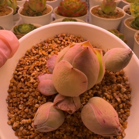 微***笑基因优秀，造型妆帕尔玛系列